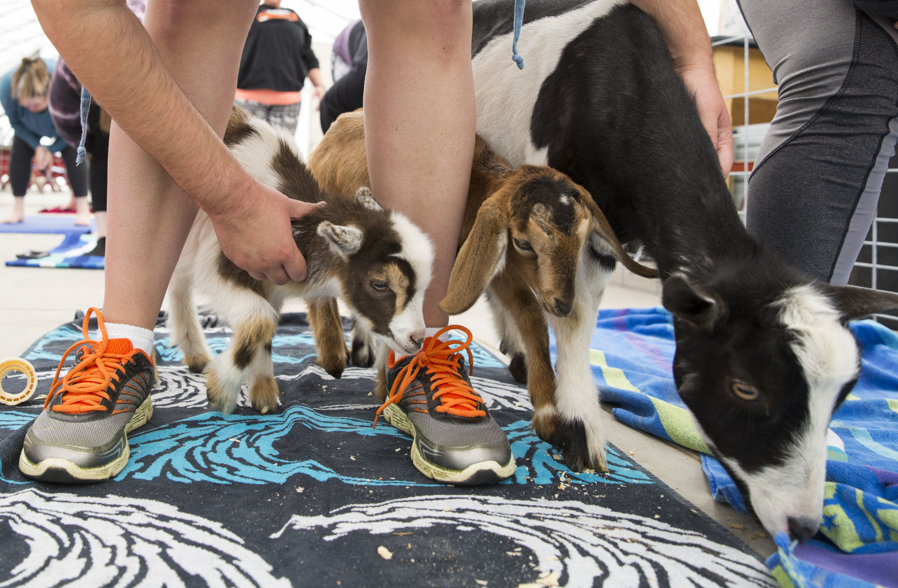 051819kw-goat-yoga-05